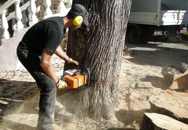 Abattage direct d’un arbre en terrain dégagé