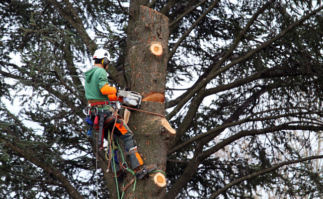 Abattage d’un arbre par un élagueur