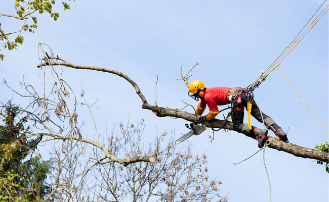 Arboriste grimpeur en intervention dans les Alpes-Maritimes