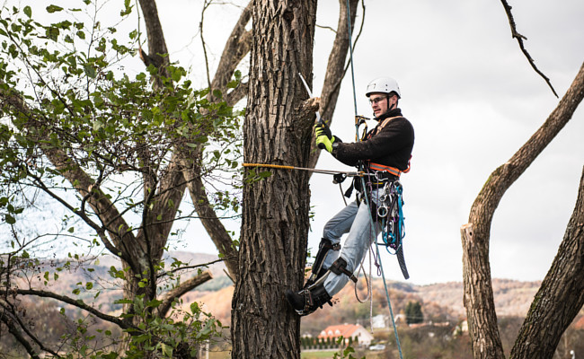 Élagueur en hauteur, taille d’un arbre sur corde