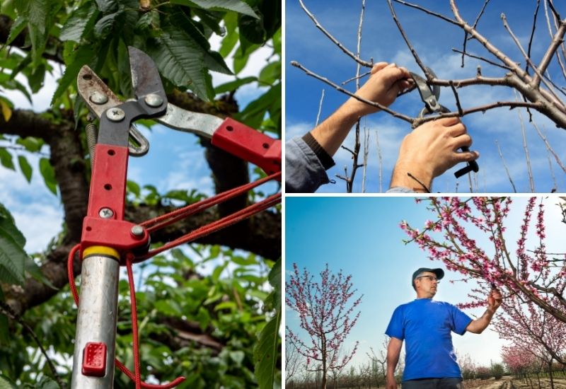 Élagage et taille d’arbres fruitiers