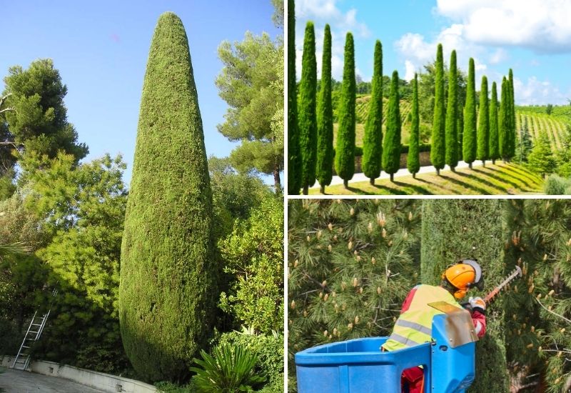 Élagage et taille de cyprès
