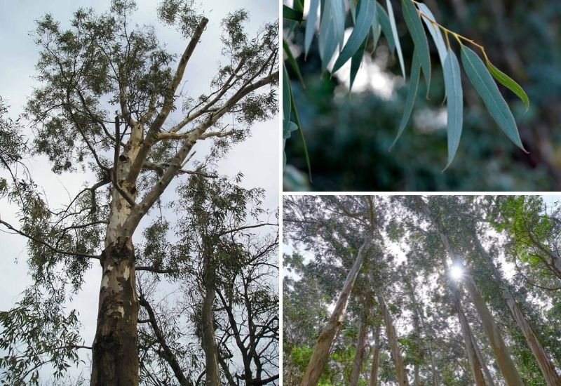 Élagage et taille d’eucalyptus
