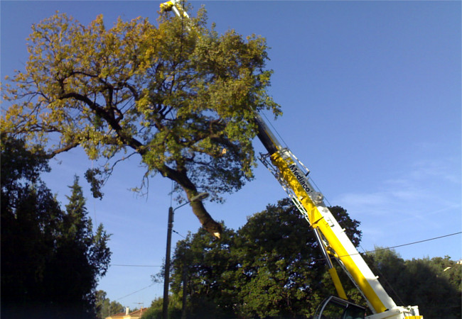 Abattage arbre grue