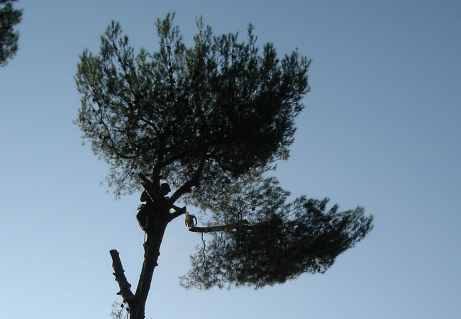 Abattage arbre sans retention