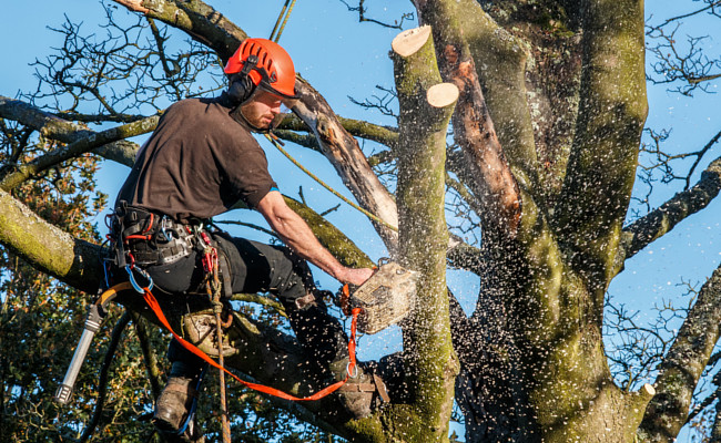 Demontage arbre grimpeur elagueur