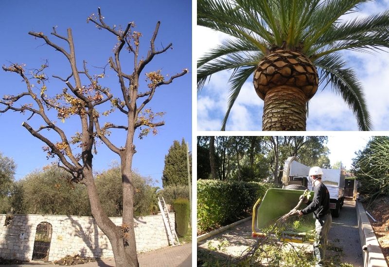 Entreprise d'élagage à Villefranche-sur-Mer