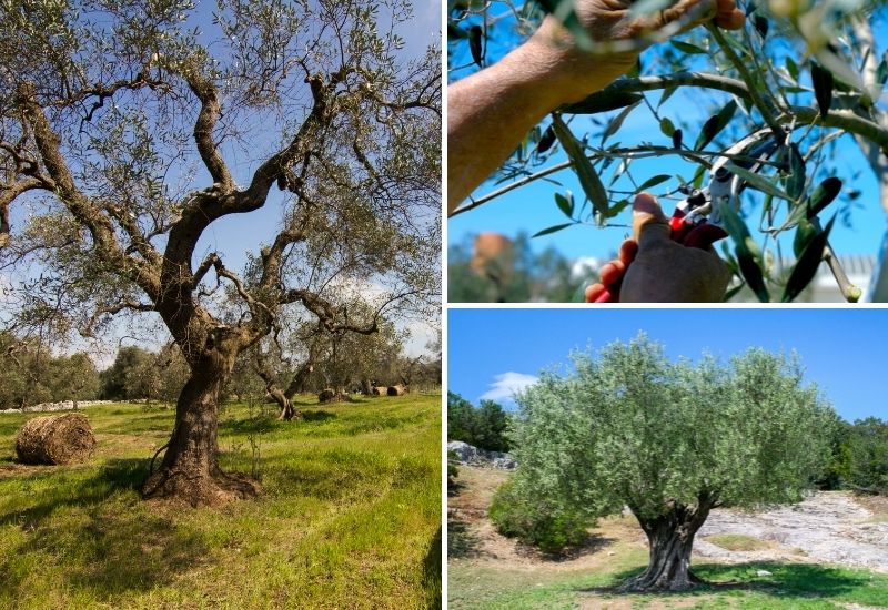 Offre spéciale taille des oliviers et fruitiers - sécateurs