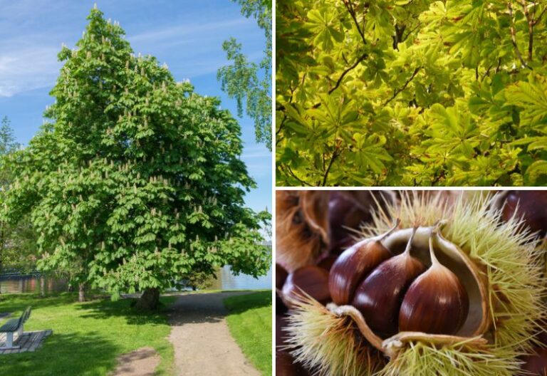 Le châtaignier conseils de plantation, de culture et de taille