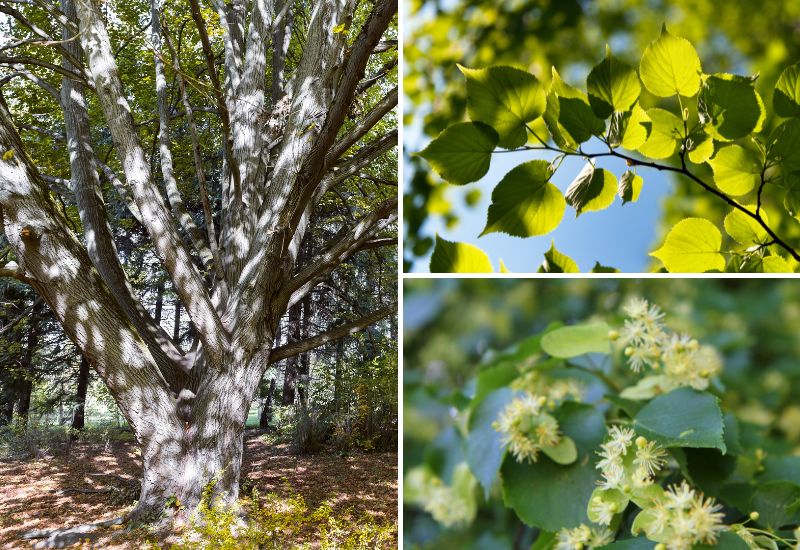 Tilleul, Tilia : plantation, culture, entretien et espèces